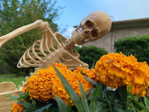 Meet your Posher, Luis antonio